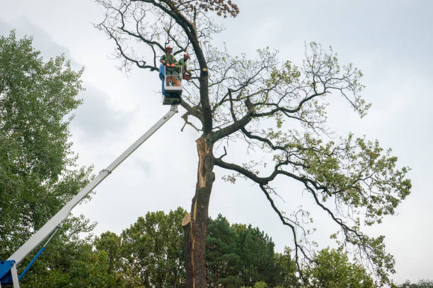 Reliable Rio Vista, CA Tree Services Solutions